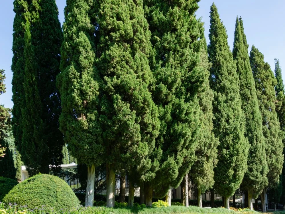 Cipresso comune