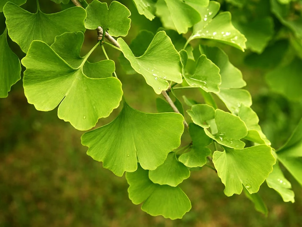 Ginkgo