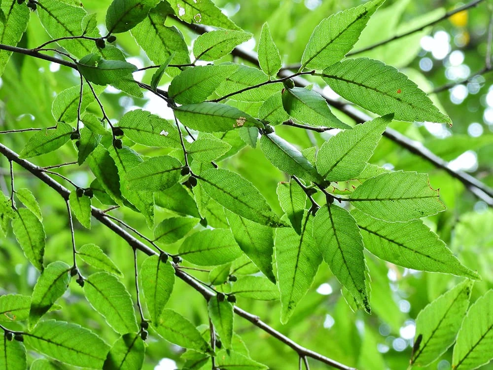 Zelkova