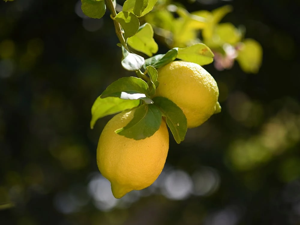 Limone