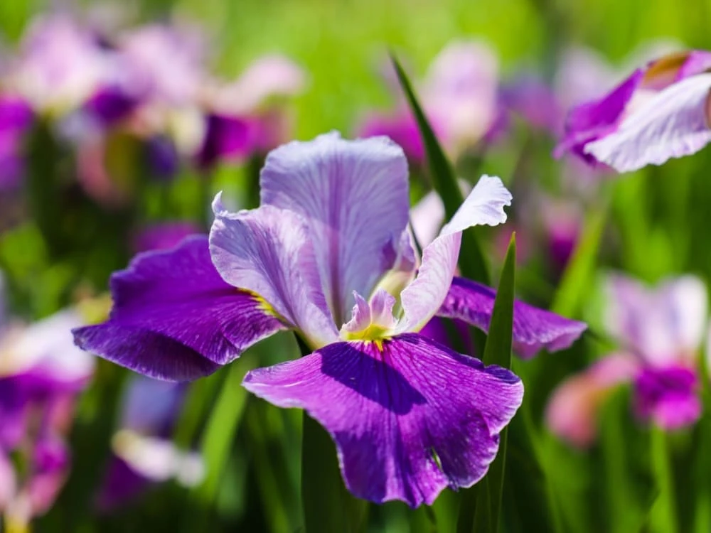 Iris