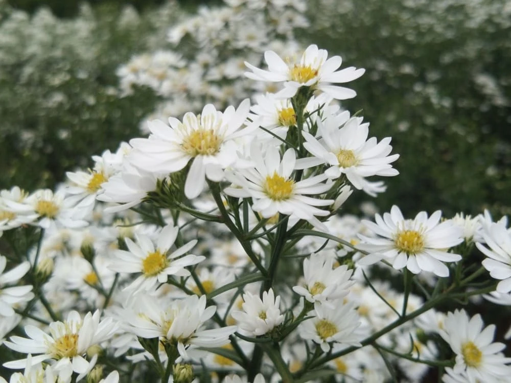 Aster ericoides "Montecassino"