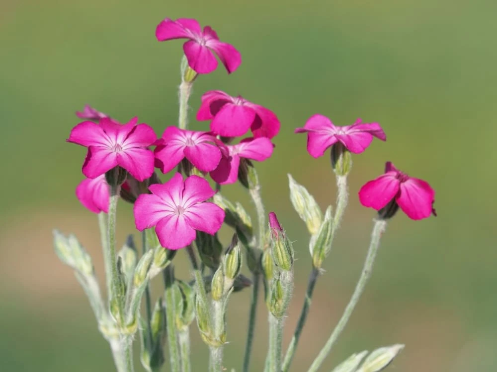Silene coronaria