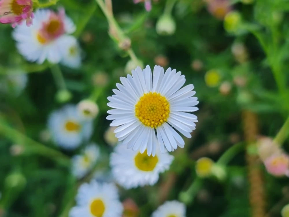 Erigeron