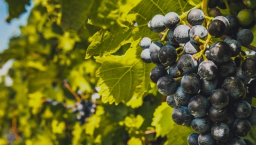 Cantina e vini